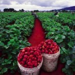 strawberry fields