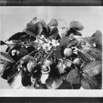 vintage strawberries