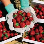 Texas strawberries!